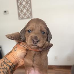 Girl 1 - Fawn (Isabella) female Dachshund puppy in Rio, Wisconsin from Three K Miniature Dachshunds