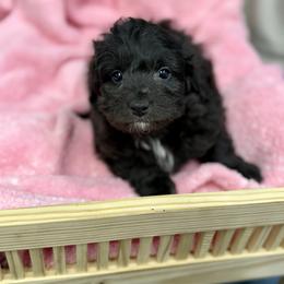Nova - Brown and white female Aussiedoodle puppy in Science Hill, Kentucky from Southern Paws Kennels