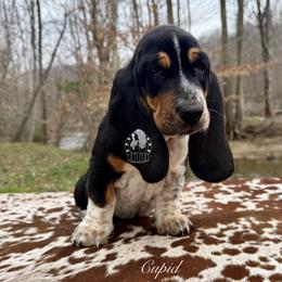 Cupid - Black white and brown male Basset Hound puppy in Dingess, West Virginia from Tuckers' Howling Hounds