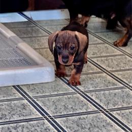 Thelma - Wild boar female Dachshund puppy in Michigan And Florida Locations, Michigan from UP North Dachshunds UPNDLLC