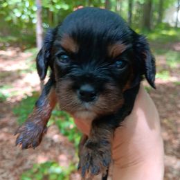 Sugar - Black and tan female Cavalier King Charles Spaniel puppy in Villa Rica, Georgia from Georgia Alabama Cavaliers