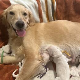 Golden Retriever Puppies from Loposky Goldens