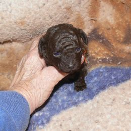 Orange collar - Brown male Poodle puppy in Lafayette, Tn, Tennessee from Debra White