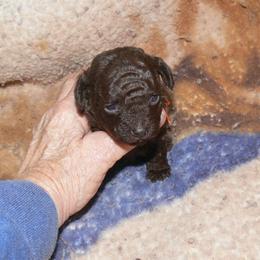Orange collar - Brown male Poodle puppy in Lafayette, Tn, Tennessee from Debra White