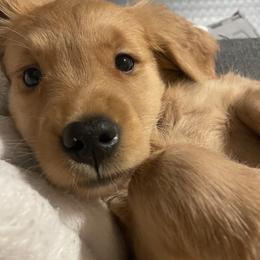 Petunia - Golden female Golden Retriever puppy in Portland, Oregon from Joyfully Golden