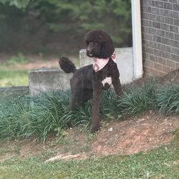 Brownie - Brown male Poodle puppy in Bremen, Georgia from Kelley’s Poodle Patch