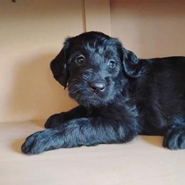 Midnight - Black female Labradoodle puppy in Apache Junction, Arizona from Loving Doodle
