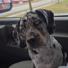 Catahoula Leopard Dog and Pembroke Welsh Corgi Puppies from Peach Tree/Shoreline Catahoulas & Corgis
