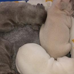 French Bulldogs from Jen Haney