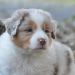 Australian Shepherd, Mastiff, and Miniature American Shepherd Puppies from Ashber Farm