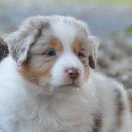 Australian Shepherd, Mastiff, and Miniature American Shepherd Puppies from Ashber Farm