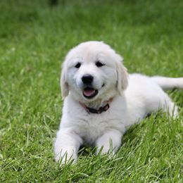 Dachshund and Golden Retriever Puppies from Mount Calm Golden Retrievers