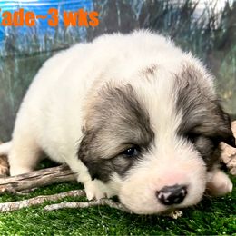 KADE Orange collar male - White and badger male Great Pyrenees puppy in Fair Grove, Missouri from Allen Wags & Woolies