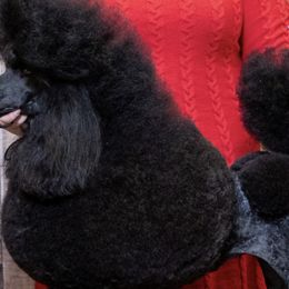 Poodles from Champagne Poodles