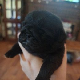 Blue collar boy - Black male Pug puppy in Tacoma, Washington from Precious Princess Pugs