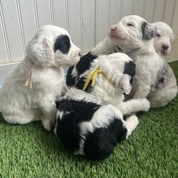 Sheepadoodle puppies from Life Unleashed Farm