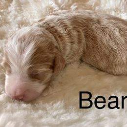 Aussiedoodle Puppies from Sand Creek Ranch Aussiedoodles