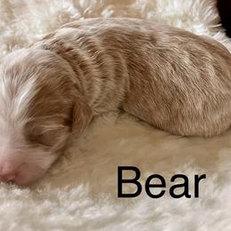 Aussiedoodle Puppies from Sand Creek Ranch Aussiedoodles