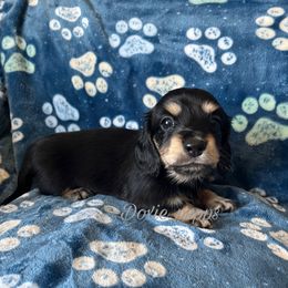 Robin - Black and cream Dachshund puppy in Perris, California from Doxie_pupps
