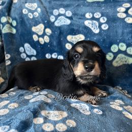 Robin - Black and cream Dachshund puppy in Perris, California from Doxie_pupps