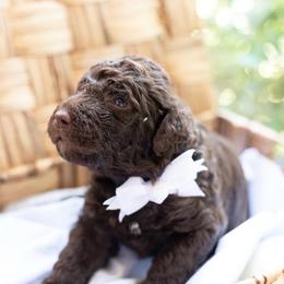 Huckleberry (Huck) - Chocolate male Labradoodle puppy in Stamford, Connecticut from Doodles of CT