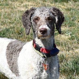 Abby - Poodle