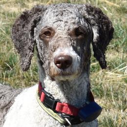 Abby - Poodle