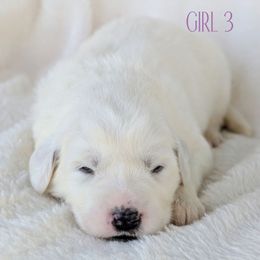 Girl 3 - White female Great Pyrenees puppy in Yakima, Washington from Naches Heights Ranch
