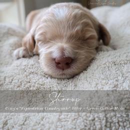Stirrup - Cream male Goldendoodle puppy in Savannah, Georgia from Vino and Vespa Doodles