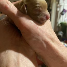 Cockapoo Puppies from Chesapeake Cockapoos