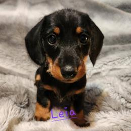 Dachshund Puppies from Circle F Wired Wieners