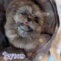 Payson - Brindle male Shih Tzu puppy in Surprise, Arizona from Arizona Shih Tzu
