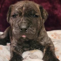 Perro de Presa Canarios from Alexander Perro de Presa Canario