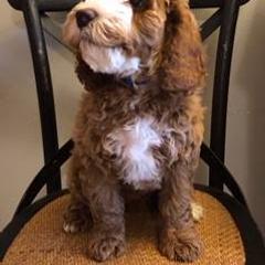 Australian Labradoodle All Grown Up from St. Louis Australian Labradoodles