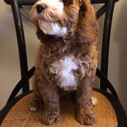 Australian Labradoodle All Grown Up from St. Louis Australian Labradoodles