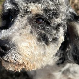 Bernedoodles, Goldendoodles, and Poodles from Davidson Poodle & Doodle Farm