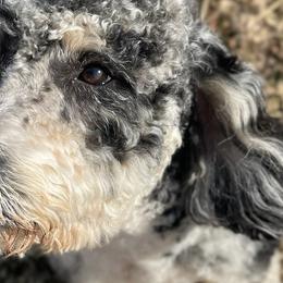 Bernedoodles, Goldendoodles, and Poodles from Davidson Poodle & Doodle Farm