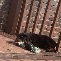 Rottweiler Puppies from Rottweiler Land