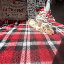 Sloan - Dapple male Dachshund puppy in Roanoke, Alabama from Windsor’s Miniature Dachshunds