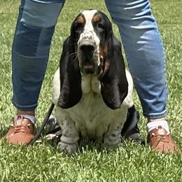 Winnie - Basset Hound