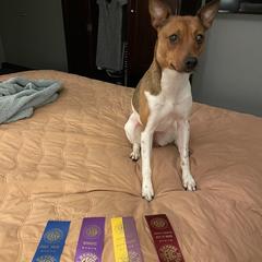 American Hairless Terriers from FLX American Hairless Terriers
