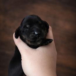 CKC Persia - Black and tan female Dachshund puppy in White Cloud, Michigan from West Michigan Dachshund
