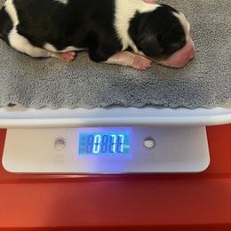 Girl 1 - female Cavalier King Charles Spaniel puppy in Holland, Michigan from Noble Dog Co.