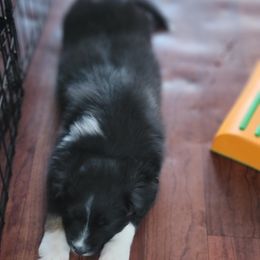 Australian Shepherd Puppies from Summit Australian Shepherds