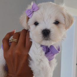 Puppy D (Purple) - White and lemon female Maltese puppy in North Chesterfield, Virginia from Maltese Love