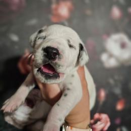 Triton - White and black male Dalmatian puppy in Gray, Georgia from Fuller Spots