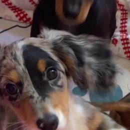 Petey - Dapple male Dachshund puppy in Bryceville, Florida from Lucky Dog Dachshunds