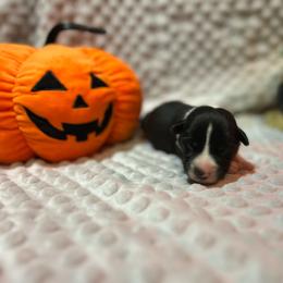 Rizzo - Black and white female Cardigan Welsh Corgi puppy in Clio, Michigan from Old Oak Cardigans