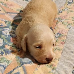 Dachshund Puppies from Darling Dachshunds