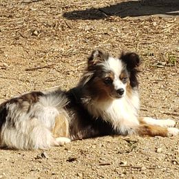 Jessie - Toy Australian Shepherd